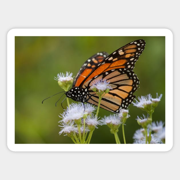 Monarch Migration Sticker by Jacquelie